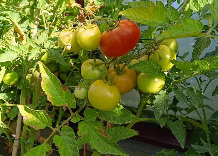 Acquachiara * Monopoli