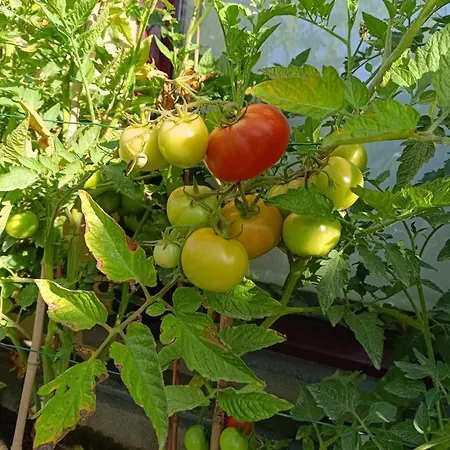 Acquachiara * Монополи